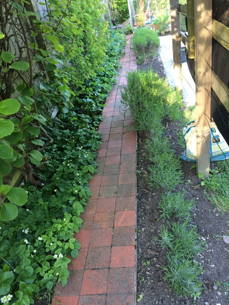 Allotment/Veg Patch Thread 9 - Spring is sprung, its getting really busy!