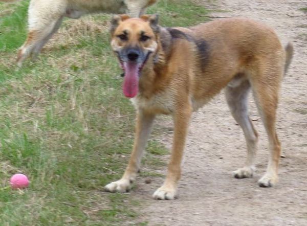 Dog Breed DNA Test