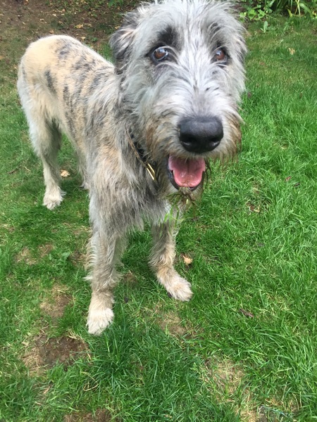 Does anyone fancy a "puppy survival" thread part 2