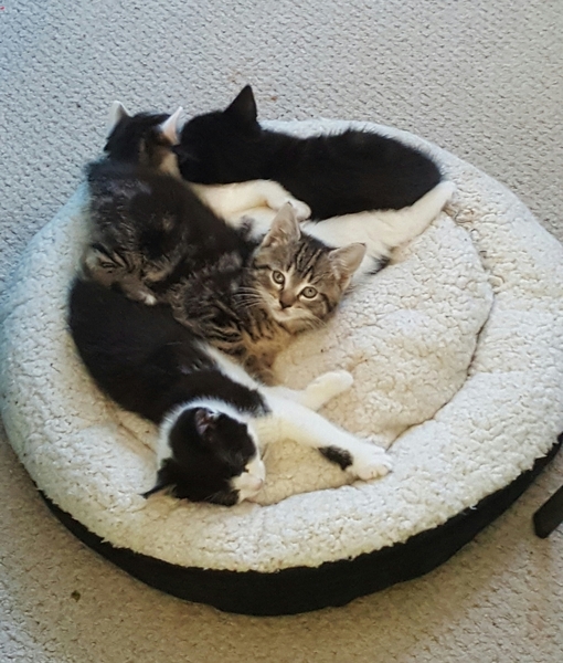 Cat stopped nursing kittens