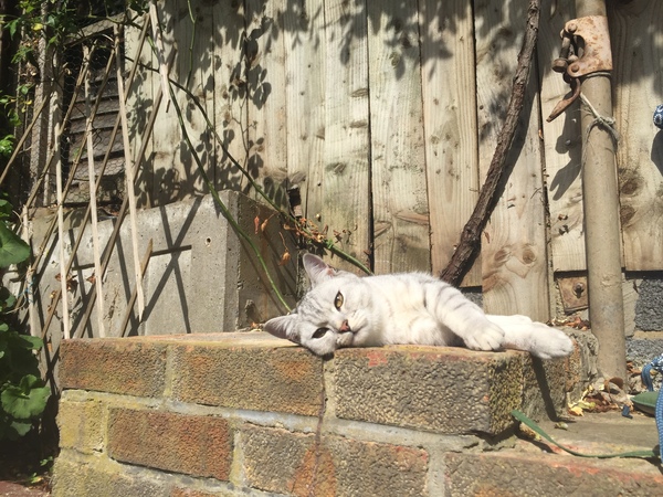 What's your DCat up to today? Pt 2