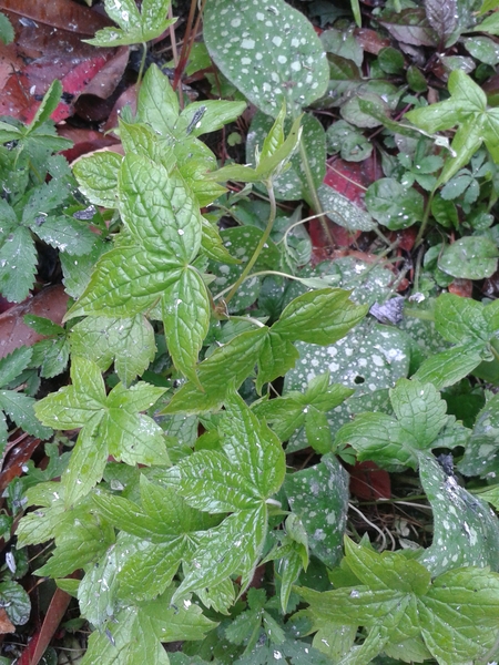 Plant ID - quick before we dig it all up