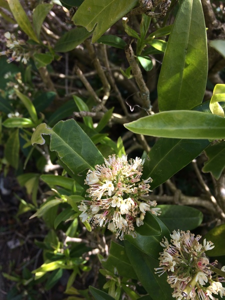 Does anybody know how to save this shrub?