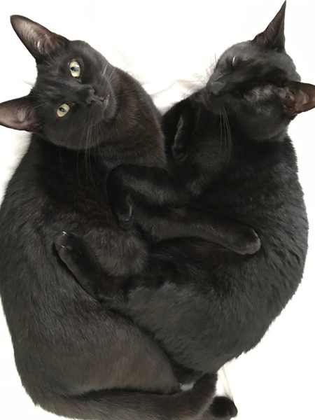 Cats still catting. What's your DCat up to today? Pt 3