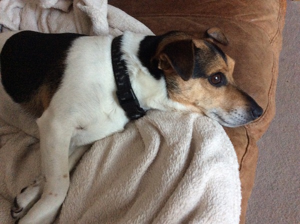 Fucking barking fucking Jack Fucking Russell