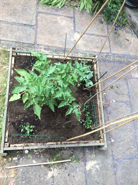 Allotment/Veg Patch Thread 9 - Spring is sprung, its getting really busy!