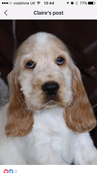 Does anyone fancy a "puppy survival" thread part 2