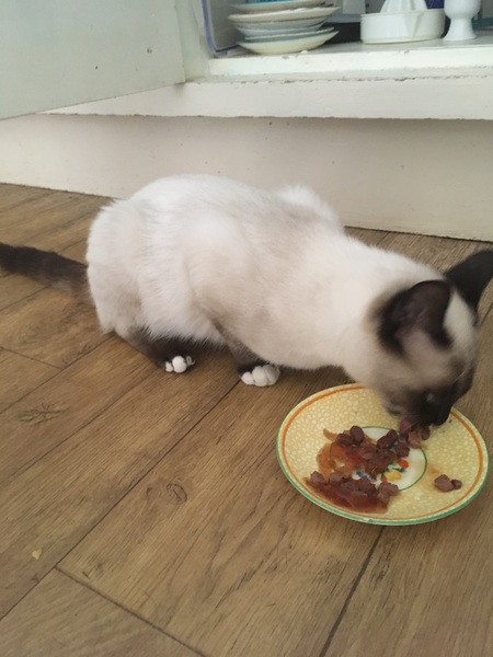 Cats still catting. What's your DCat up to today? Pt 3