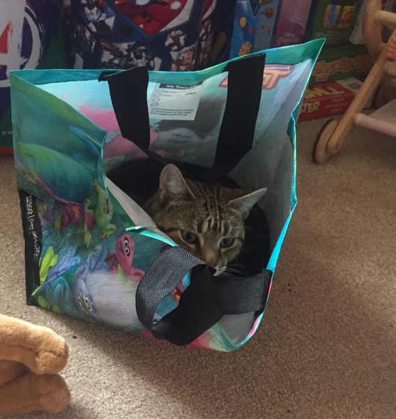 Cats still catting. What's your DCat up to today? Pt 3