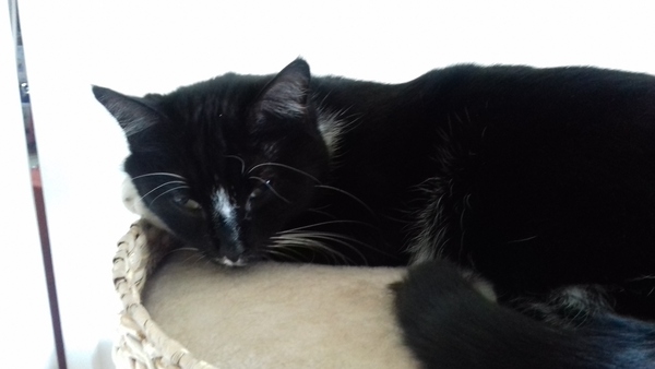 Cats still catting. What's your DCat up to today? Pt 3