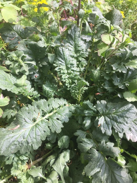 What have I got growing here?
