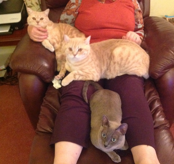 To be so excited (kitten pics included)