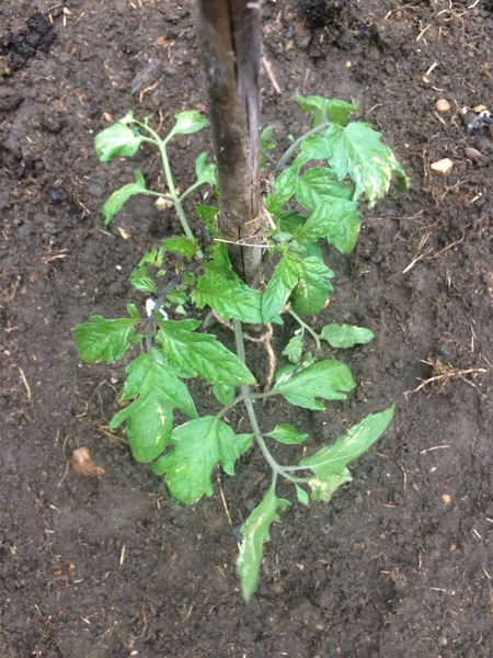 Allotment/Veg Patch Thread 9 - Spring is sprung, its getting really busy!