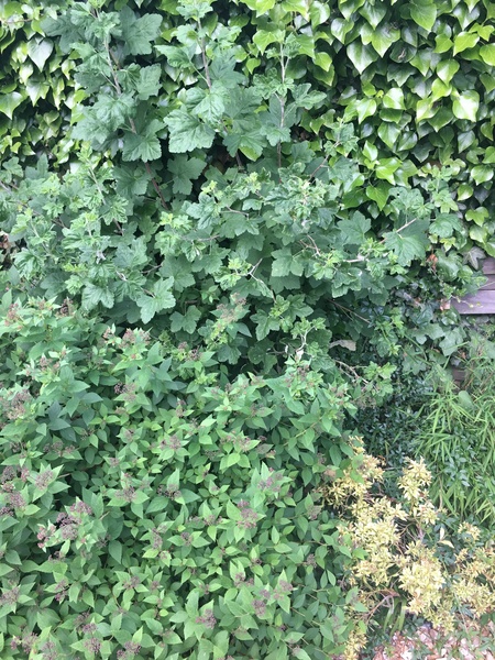 Plant ID & help needed!