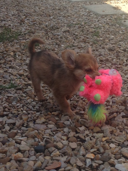 Does anyone fancy a 'puppy survival' thread?