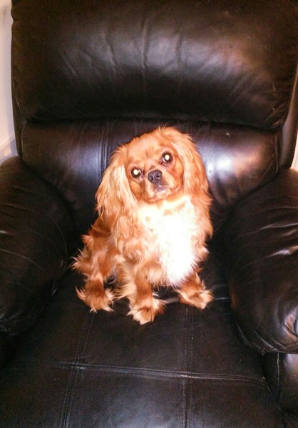 Thinking about getting a dog