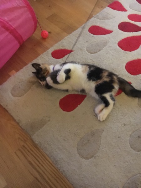 Where can I get kittens?