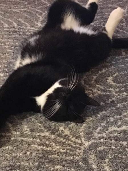 To be so excited (kitten pics included)