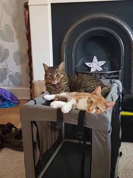 Cats still catting. What's your DCat up to today? Pt 3