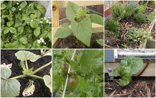 Allotment/Veg Patch Thread 9 - Spring is sprung, its getting really busy!