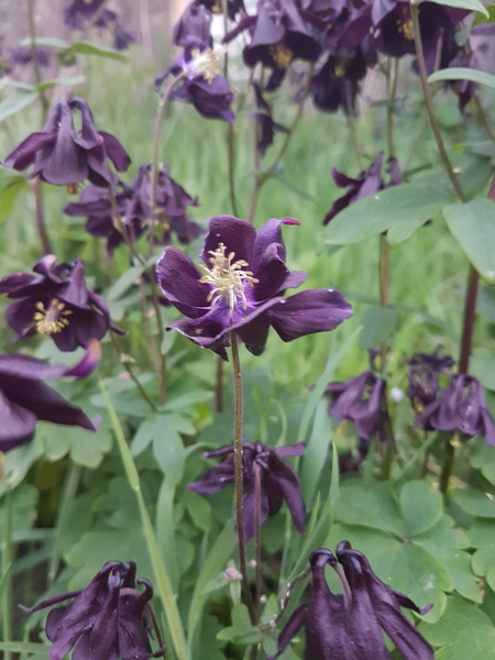 Beautiful plant ID please