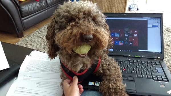 Is DP being U? (dog related)