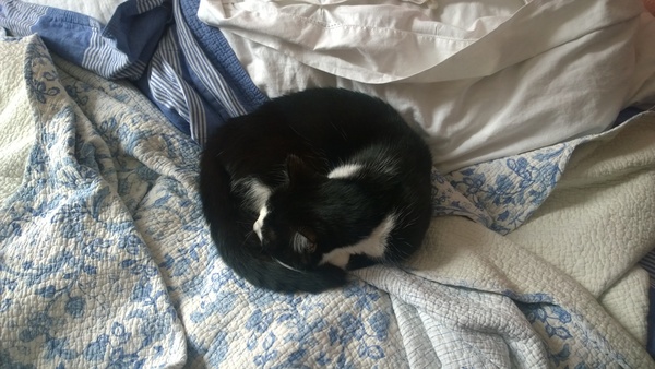 Cat shelters