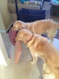 Neighbours reported us to the RSPCA