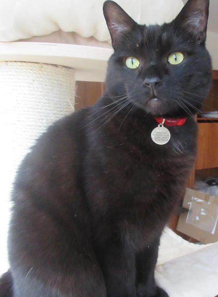 Why is my cat purring one minute then trying to kill me the next?