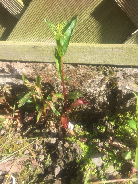 ID this weed please