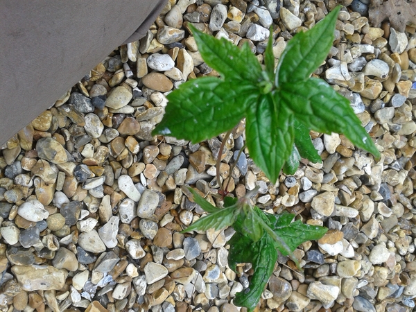 Plant ID - quick before we dig it all up