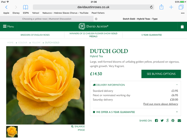 Choosing a yellow rose