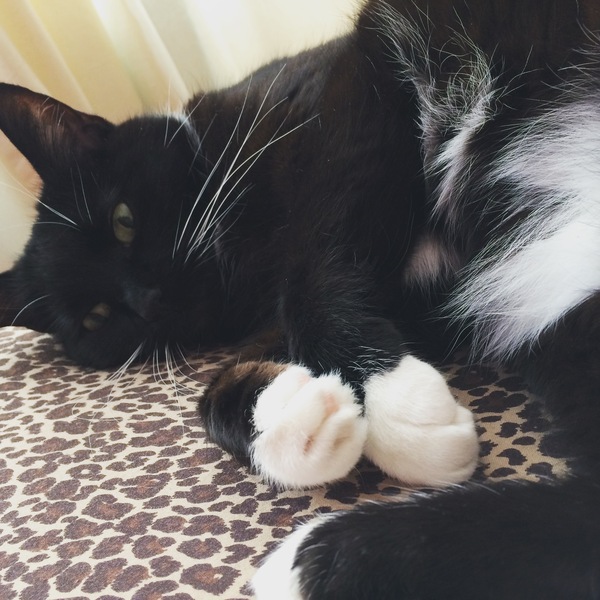 To be so excited (kitten pics included)