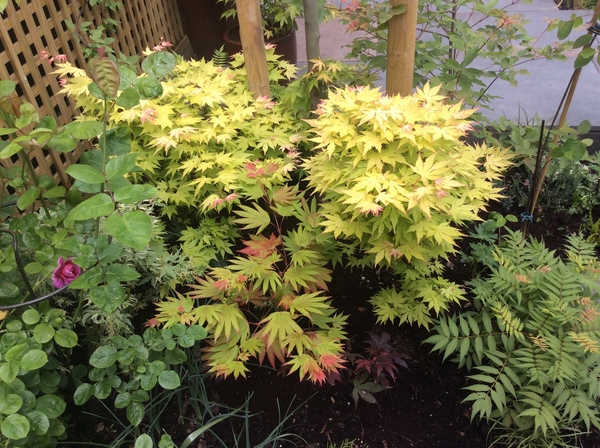 What's looking good in your garden at the moment?