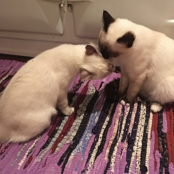 Cats still catting. What's your DCat up to today? Pt 3