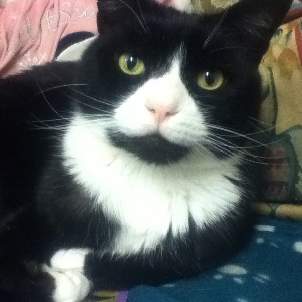B/W cat appreciation society
