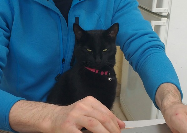 When did your kitten 'become' a cat?