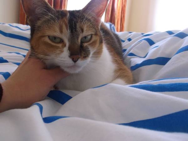 Cats still catting. What's your DCat up to today? Pt 3