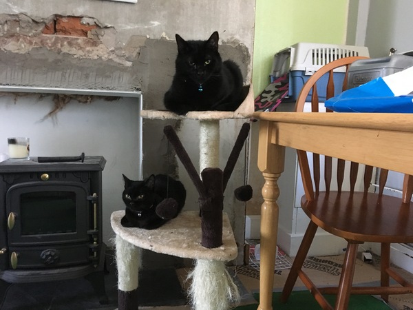 Cats still catting. What's your DCat up to today? Pt 3