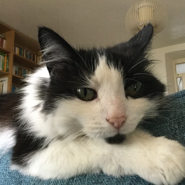 B/W cat appreciation society