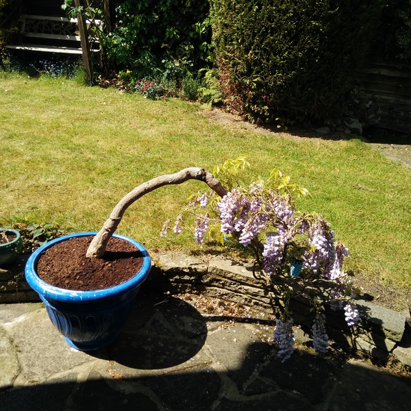Wisteria Help please (pics)
