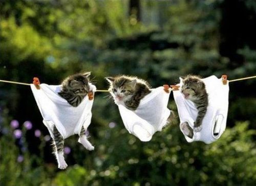 Ladies in knickers