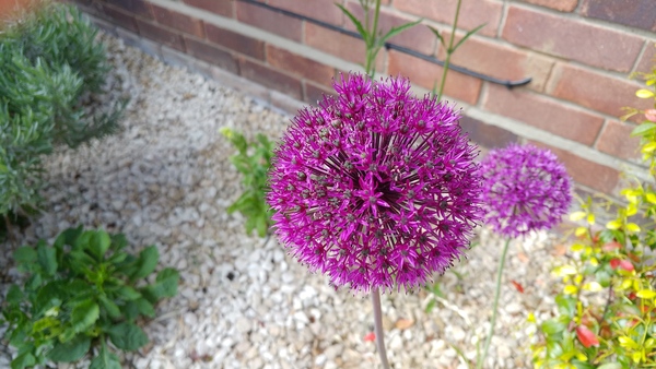 Please ID this allium