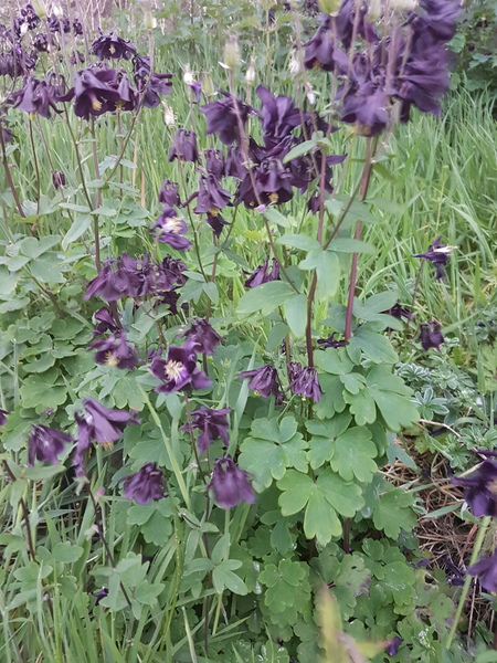 Beautiful plant ID please