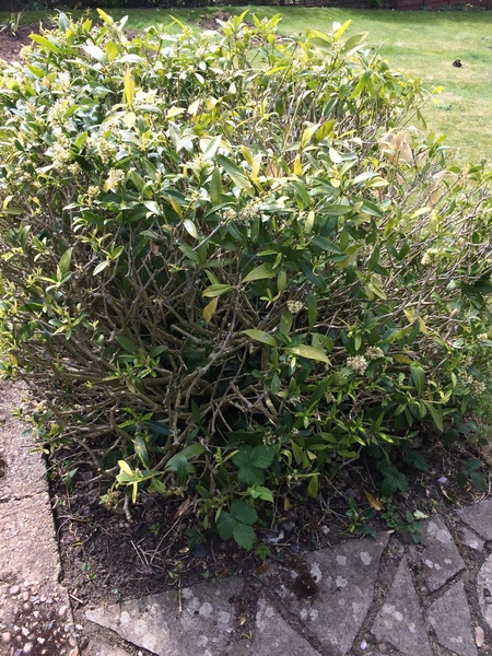 Does anybody know how to save this shrub?