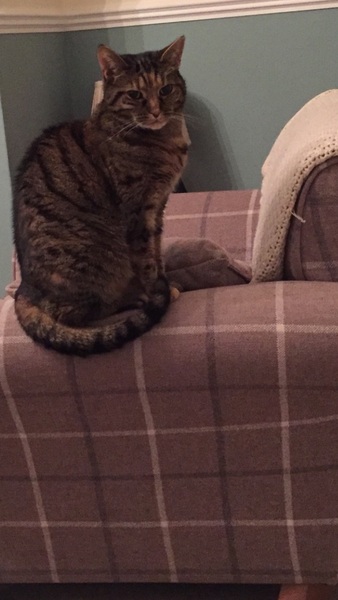 Whiskas Temptations