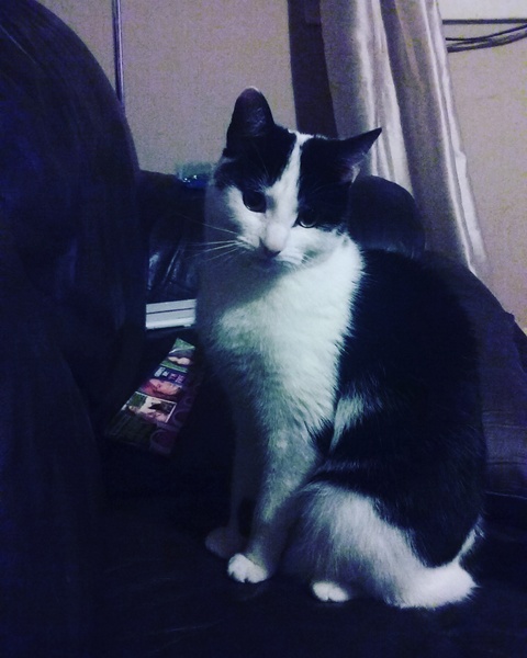 B/W cat appreciation society