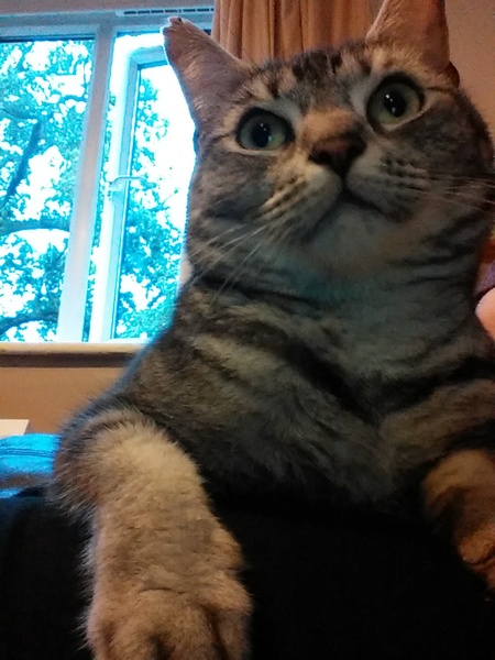 Pros and cons of a kitten please