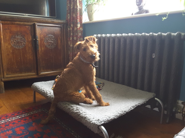 Does anyone fancy a teenage dog survival thread?