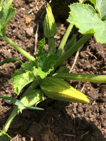 Allotment/Veg Patch Thread 9 - Spring is sprung, its getting really busy!